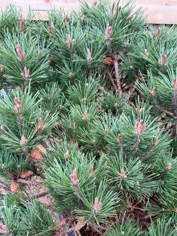 Pinus nigra Brepo Mediium