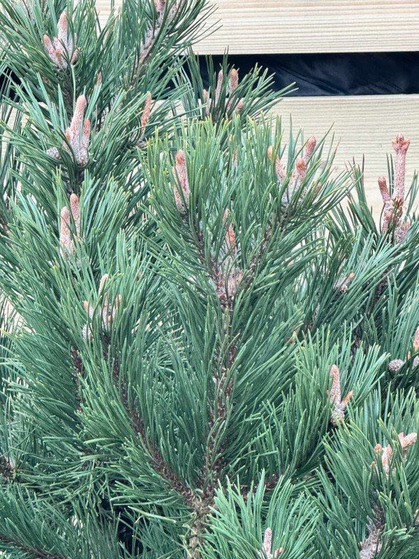 Pinus mugo 'Gnom'