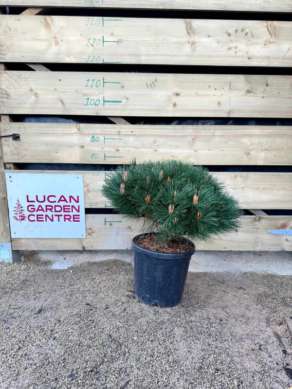 Pinus nigra Brepo Large