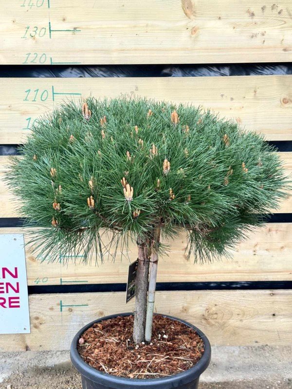 Pinus nigra Brepo Large