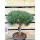 Pinus nigra Brepo Large