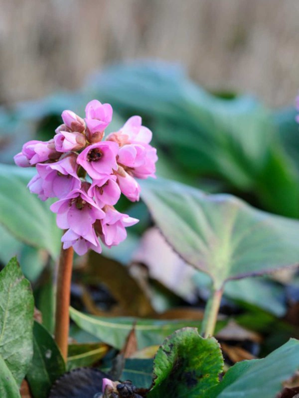 Bergenia \'Ballawley Red\'