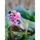 Bergenia \'Ballawley Red\'