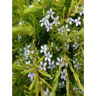 Diosma 'Sunset Gold'