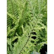 Dryopteris filix-mas