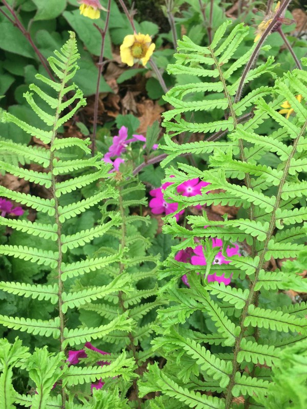 Dryopteris filix-mas