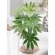 Fatsia japonica