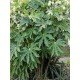 Fatsia japonica