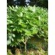 Fatsia japonica