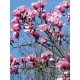 Magnolia 'Serene' 