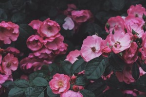 April in The Garden
