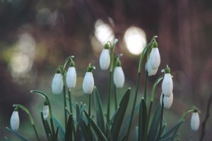 January & February in the Garden