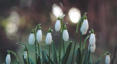 January & February in the Garden
