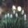 January & February in the Garden