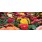 Bedding Plants