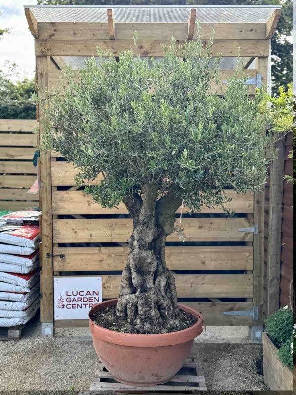 Olive Tree (Olea Europaea)  Std 275cm