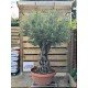 Olive Tree (Olea Europaea)  Std 275cm