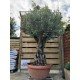 Olive Tree (Olea Europaea)  Std 275cm