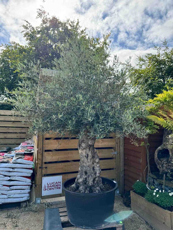 Olive Tree 'Olea Europaea' 1/2 Std 300cm