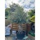 Olive Tree 'Olea Europaea' 1/2 Std 300cm