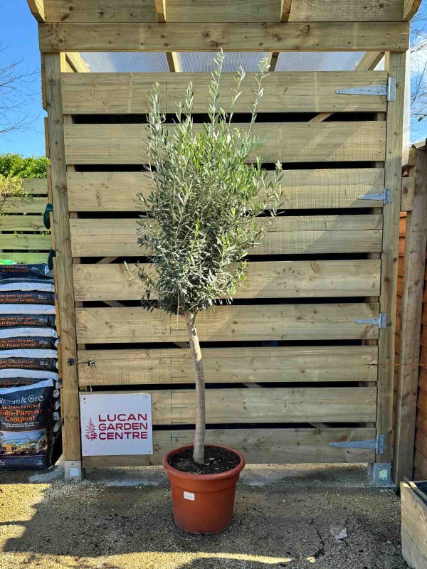 Olive Tree \'Olea Europaea\' Std 160cm