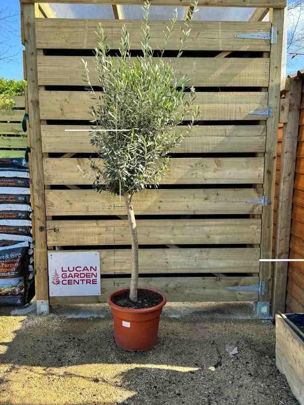 Olive Tree (Olea Europaea) 1/2 Std 275cm