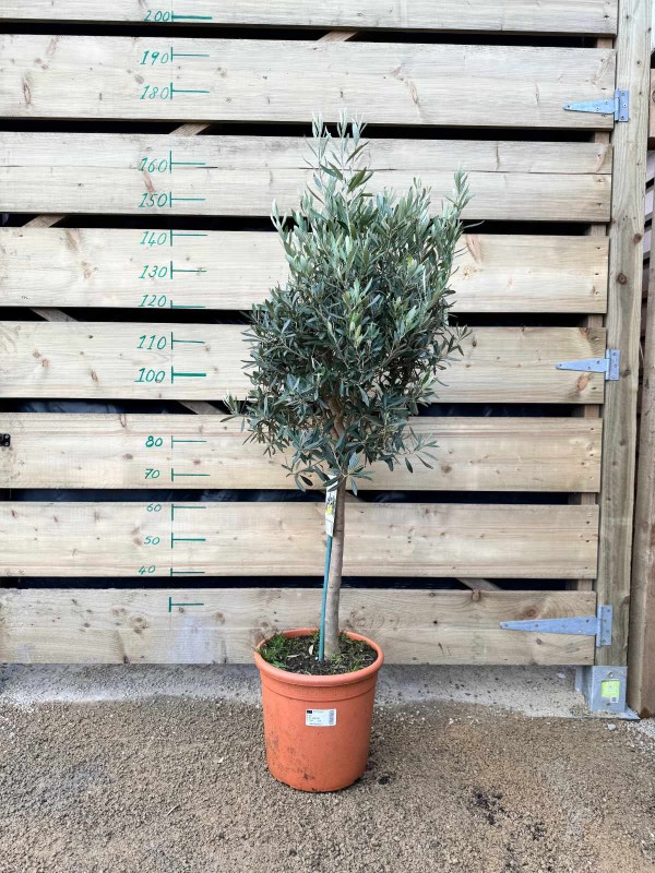 Olive Tree \'Olea Europaea\' Std 120cm