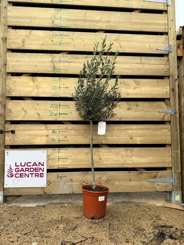 Olive Tree 'Olea Europaea' 1/2 Std 90cm