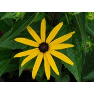 Rudbeckia 'Goldstrum'