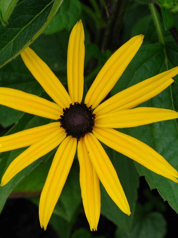 Rudbeckia 'Goldstrum' Rudbeckia 'Goldstrum'