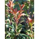 Photinia 'Carre Rouge' 50 - 60cm 2L