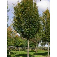 Carpinus betulus 'Frans Fontaine' 250cm