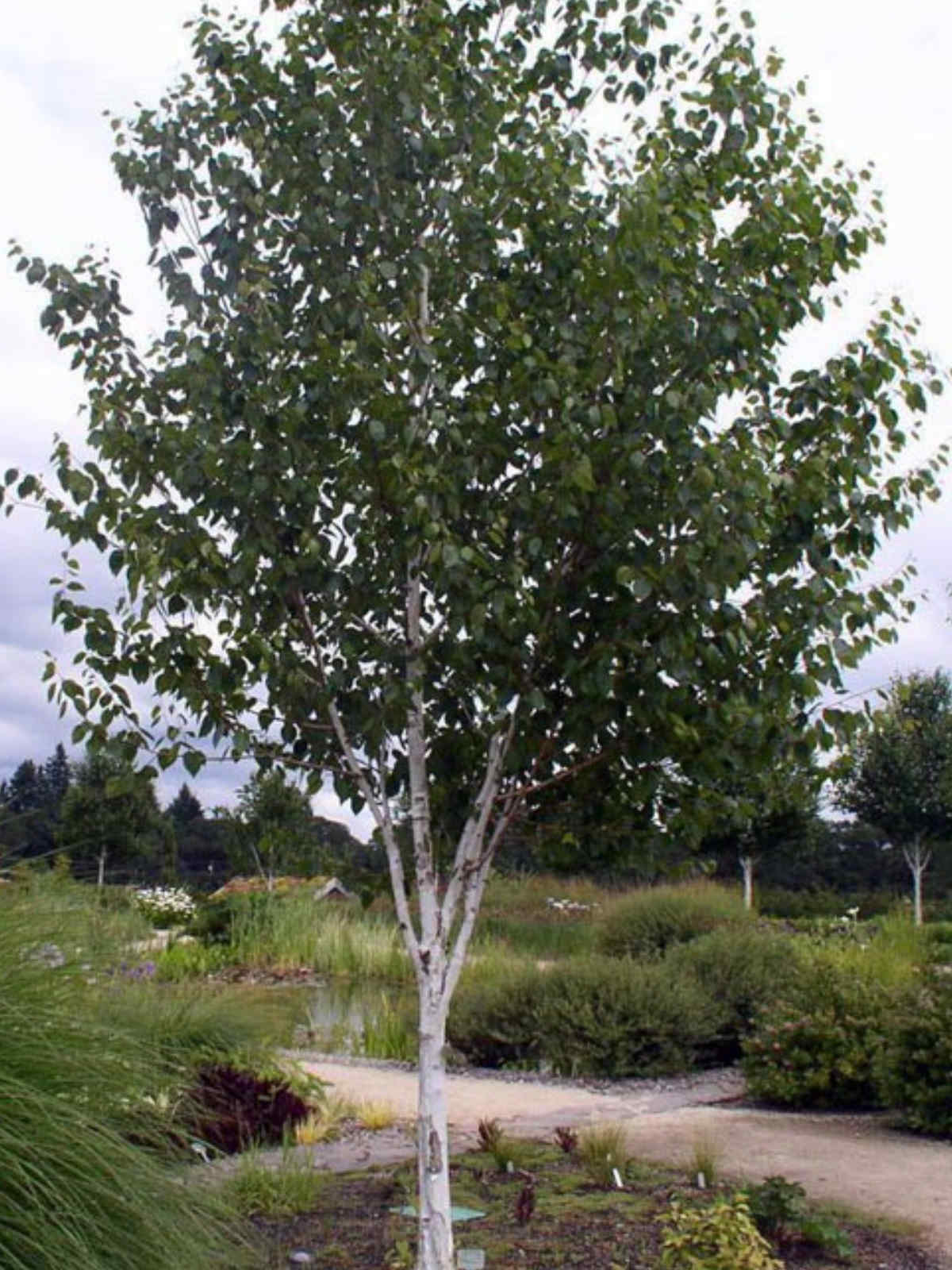 Береза пушистая класс. Береза пушистая Betula pubescens. Береза Жакмона (Betula jacquemontii). Береза повислая (бородавчатая). Береза полезная (Betula utilis).