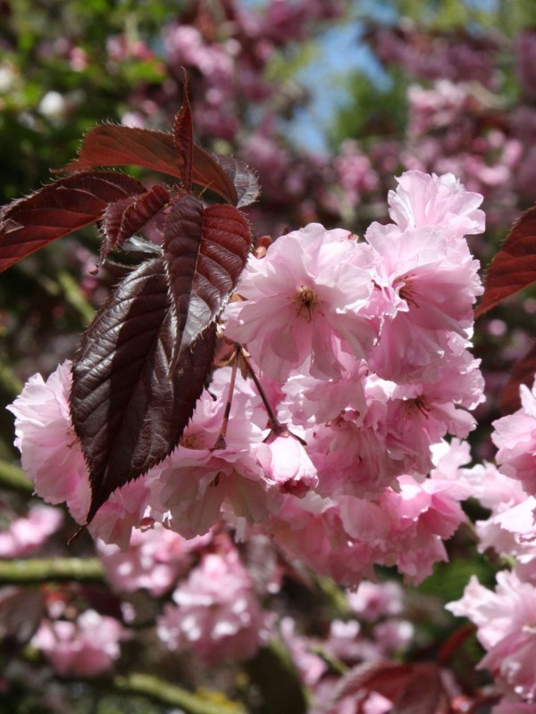 Dwarf Flowering Cherry Tree