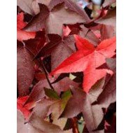 Liquidambar Styraciflua 'Worplesdon'