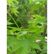 Liquidambar Styraciflua 'Worplesdon'