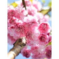 Prunus 'Kiku-Shidare'