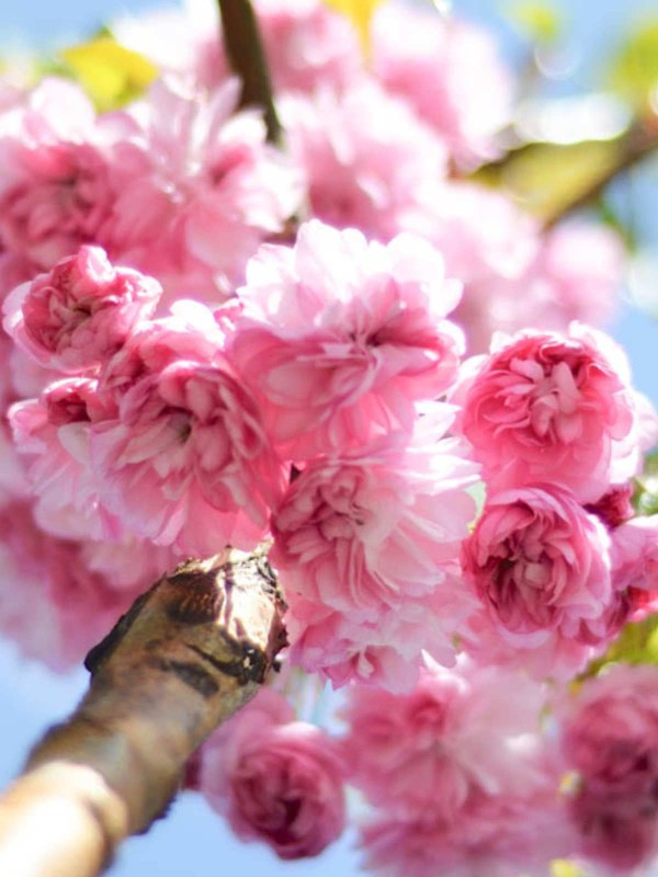 Prunus 'Kiku-Shidare'