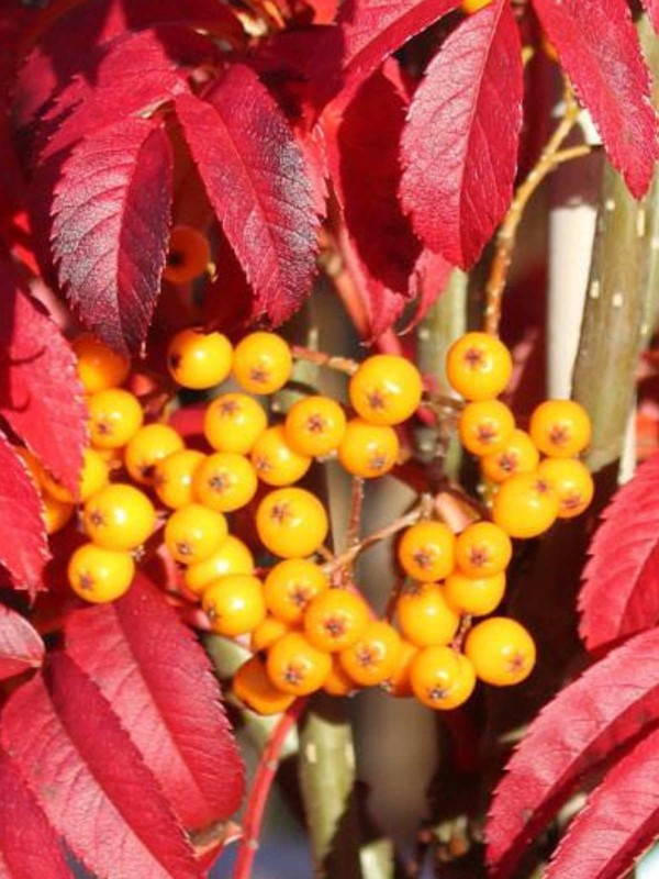 Sorbus 'Autumn Sprire'