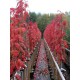 Sorbus 'Autumn Sprire'