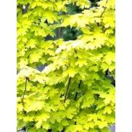 Acer 'Princeton Gold' 200 - 225cm