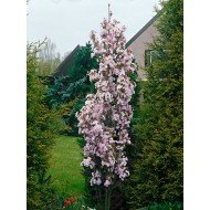 Prunus serrulata 'Amanogawa‘ 